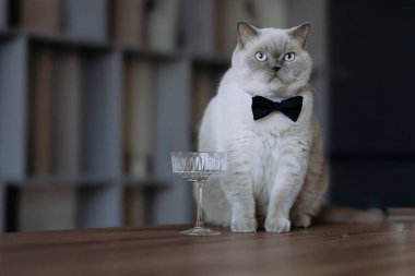 Papyon takmış çekici bir kedi, kırsal bir ahşap masadaki kristal bir camın yanında oturuyor. Zarafet ve incelik yayıyor..