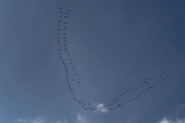 Uçan kuşların büyüleyici görüntüsü mavi gökyüzünde zarif bir desen oluşturarak doğanın ve kuş davranışlarının güzelliğini vurguluyor..