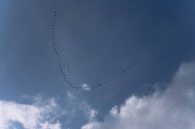 Uçan kuşların büyüleyici görüntüsü mavi gökyüzünde zarif bir desen oluşturarak doğanın ve kuş davranışlarının güzelliğini vurguluyor..