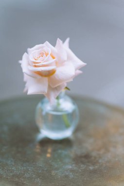 Göz kamaştırıcı soluk pembe bir gül zarif bir vazoda, parlak bir yüzeyde, narin güzelliğini ve zarafetini ön plana çıkarıyor..