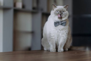 Papyon takan şık bir kedi zarif bir şekilde oturur, modern bir ev ortamında dudaklarını yalar, cazibe ve kişiliğin bir karışımını sergiler..