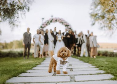 Takım elbiseli çekici bir kaniş bir düğün partisinin önünde duruyor, etkinliğin neşesini yakalıyor..