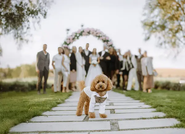 Takım elbiseli çekici bir kaniş bir düğün partisinin önünde duruyor, etkinliğin neşesini yakalıyor..