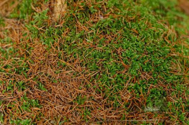 Sağlıklı bir orman ekosistemini temsil eden kuru kahverengi çam iğneleriyle karıştırılmış canlı yeşil yosunların karmaşık dokusu..