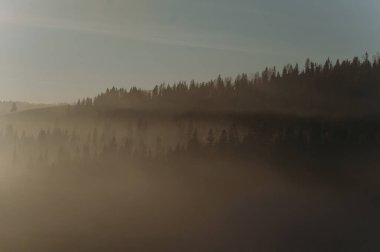 Huzurlu bir şafak sahnesi sisli bir orman siluetli ağaçlar ve huzurlu bir atmosfer yaratan yumuşak bir ışık..