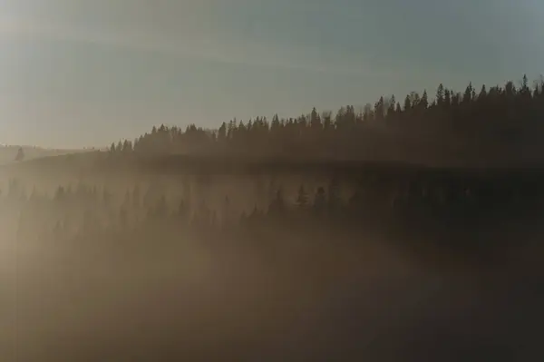 Huzurlu bir şafak sahnesi sisli bir orman siluetli ağaçlar ve huzurlu bir atmosfer yaratan yumuşak bir ışık..