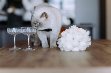 Büyüleyici bir kedi şaşırtıcı bir beyaz çiçek buketinin yanında iki şampanya kadehini inceliyor. Kutlamalar için mükemmel bir manzara yaratıyor..
