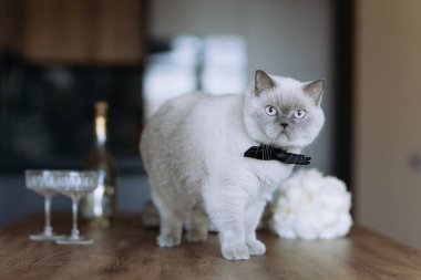 Modaya uygun bir kedi, zarif dekorlarla çevrili siyah bir papyon takar. Bardaklar ve çiçek buketi de dahil.