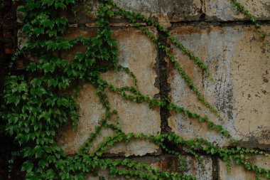 Canlı sarmaşık yaprakları eskimiş taştan bir duvarla iç içe geçerek doğanın güzelliğini ve zamana karşı dayanıklılığını gösterir..