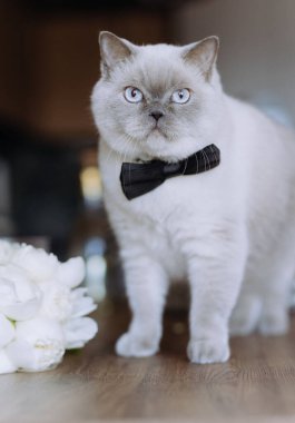 Beyaz düğün çiçeklerinin yanında duran siyah papyonlu sevimli kedi, kutlama teması için mükemmel..