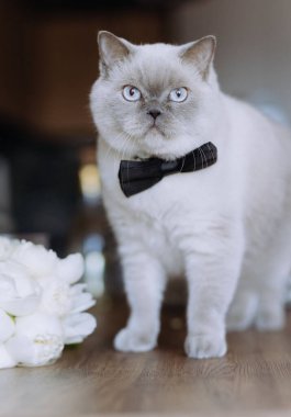 Beyaz düğün çiçeklerinin yanında duran siyah papyonlu sevimli kedi, kutlama teması için mükemmel..