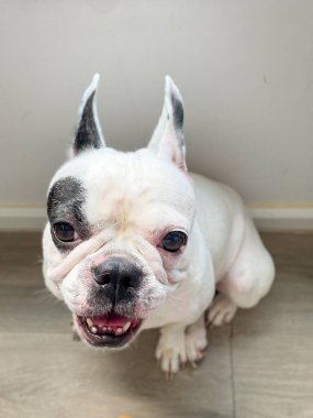 Ahşap zeminde oturan Fransız bulldog.