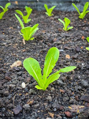 Çiftlikte büyüyen taze organik sebzeler