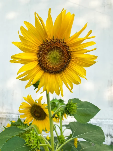 Bright Sunflower Summer Field Rechtenvrije Stockfoto's