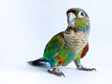 Crimson bellied conure parrot in the white background clipart