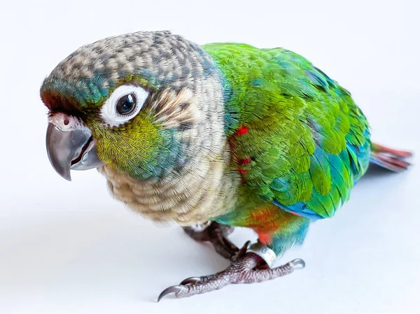 Crimson Bellied Conure Parrot White Background — Stock Photo, Image
