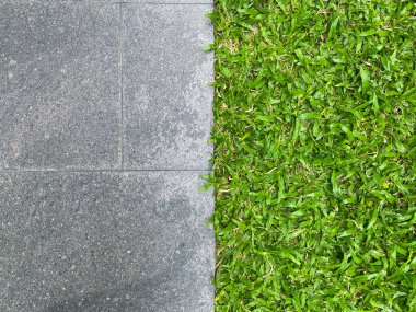 Grass growing on concrete wall as background