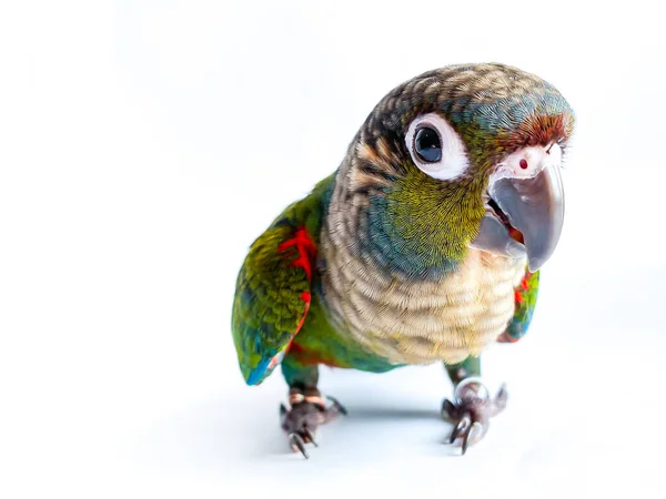 stock image Crimson bellied conure parrot in the white background