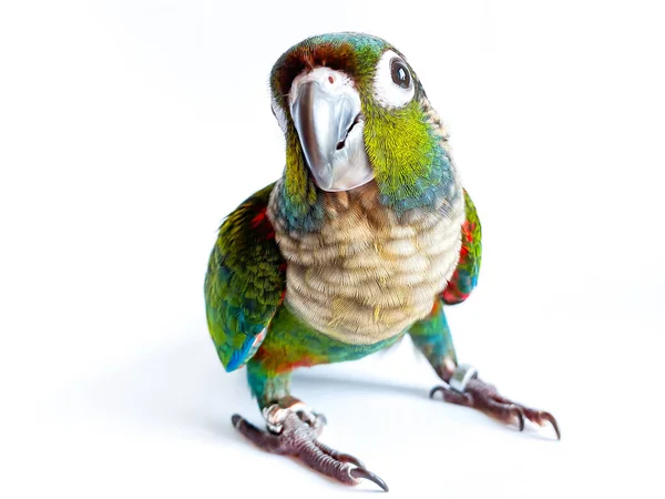 Crimson Bellied Conure Parrot White Background Royalty Free Stock Images