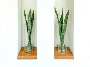 Ev dekorasyonu için vazoda Sansevieria ya da Yılan fabrikası