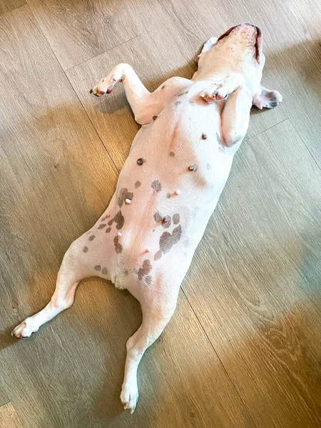 Französische Bulldogge Schläft Auf Dem Holzboden — Stockfoto