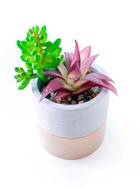 Kaktus Kecil Dalam Pot Untuk Dekorasi Rumah — Stok Foto