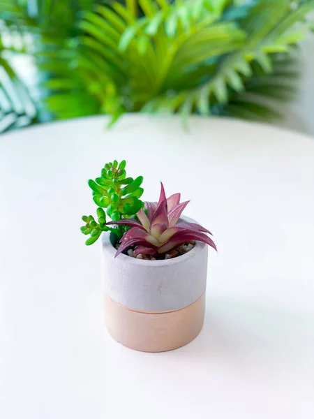 Petit Cactus Pot Pour Décoration Maison — Photo