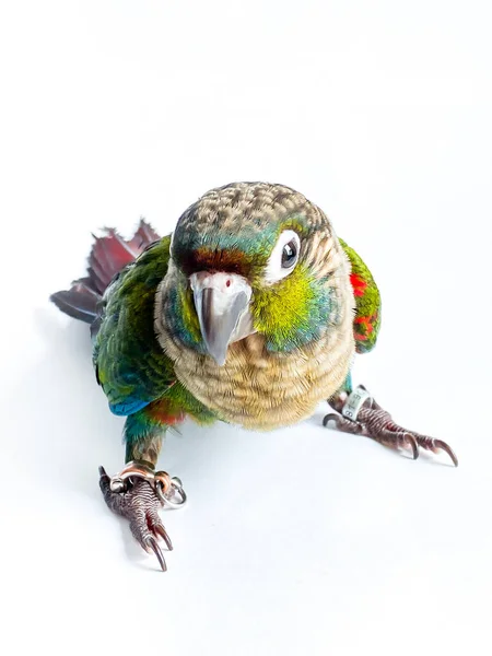 Crimson Bellied Conure Parrot White Background — 스톡 사진