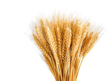 Barley wheat in the glasses vase for home decoration clipart