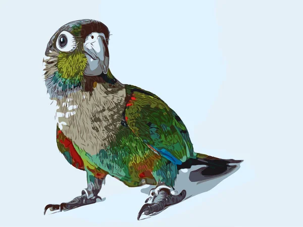 Bíborhasú Kúpos Papagáj Illusztrációként — Stock Fotó
