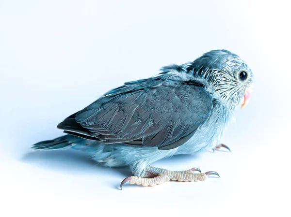 Forpus Dziecko Papuga Ptak Białym Tle — Zdjęcie stockowe