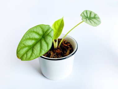 Alocasia Beyaz arka planda Gümüş Ejderha