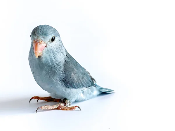 Forpus Dziecko Papuga Ptak Białym Tle — Zdjęcie stockowe