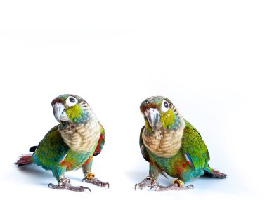 Crimson bellied conure parrot in the white background