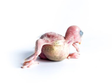 Beyaz arka planda yeni doğan Forpus papağan kuşu