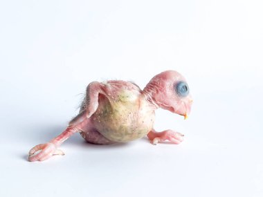 Beyaz arka planda yeni doğan Forpus papağan kuşu