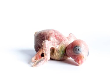 Beyaz arka planda yeni doğan Forpus papağan kuşu