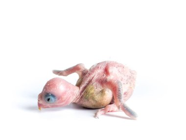 Beyaz arka planda yeni doğan Forpus papağan kuşu