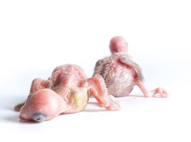 Beyaz arka planda yeni doğan Forpus papağan kuşu