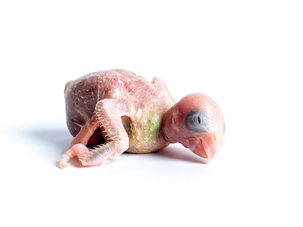 Новонароджений Папуга Forpus Білому Тлі — стокове фото