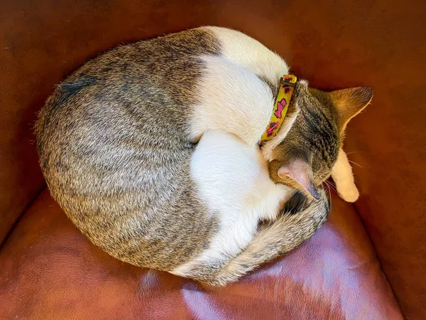 Прекрасная Кошка Спит Диване — стоковое фото