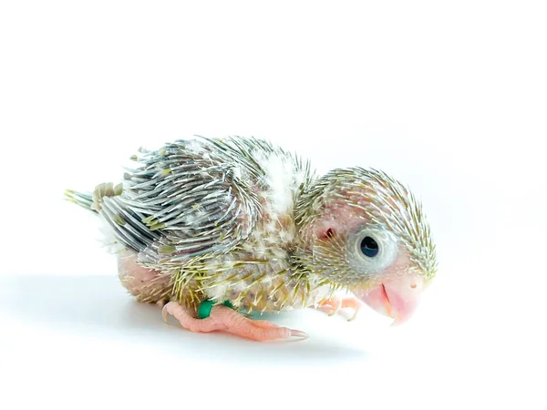 Novorozený Forpus Papoušek Pták Bílém Pozadí — Stock fotografie