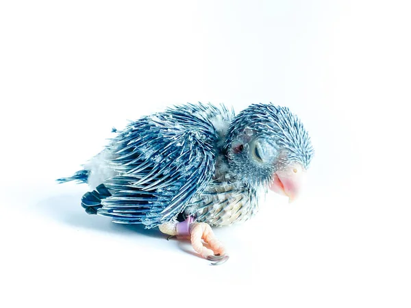 Pássaro Papagaio Recém Nascido Forpus Fundo Branco — Fotografia de Stock