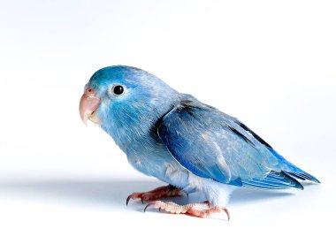 Beyaz arka planda Forpus papağan kuşu