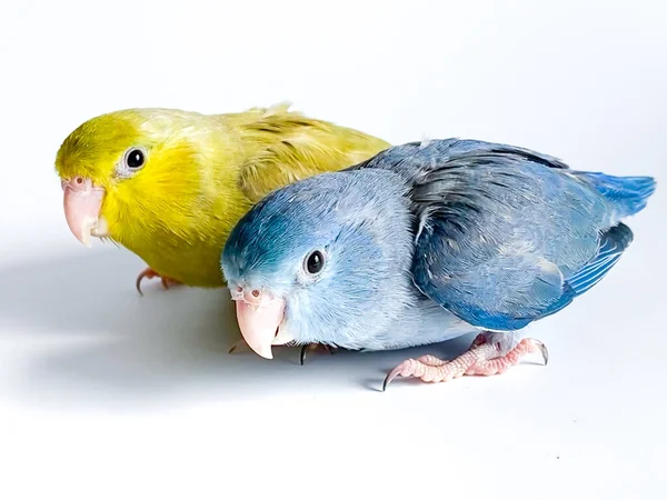 Forpus Papageienvogel Auf Weißem Hintergrund — Stockfoto