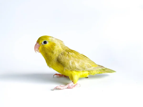 Forpus Parrot Bird White Background — Stock Photo, Image