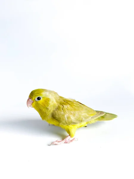 Forpus Papuga Ptak Białym Tle — Zdjęcie stockowe