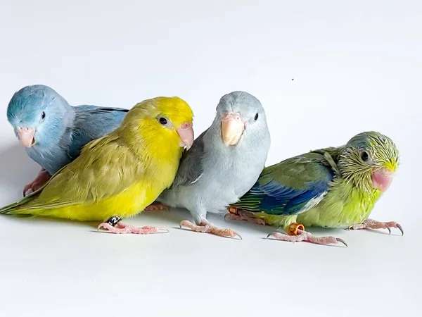Vier Forpus Papageien Unterschiedlicher Farbe Auf Weißem Hintergrund — Stockfoto