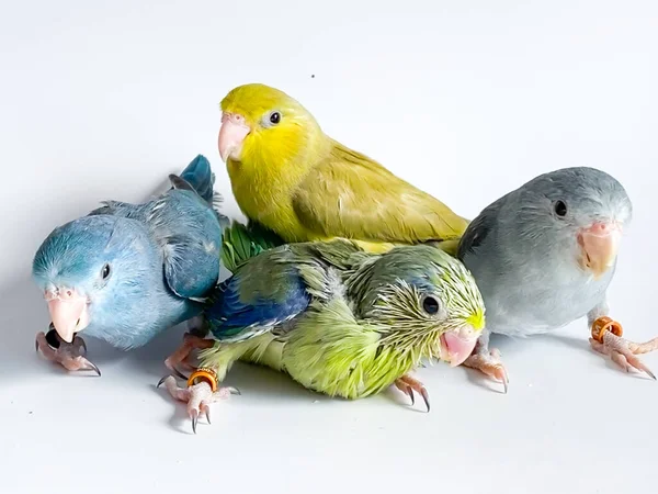 Four Forpus Parrots Different Color White Background — Stock Photo, Image