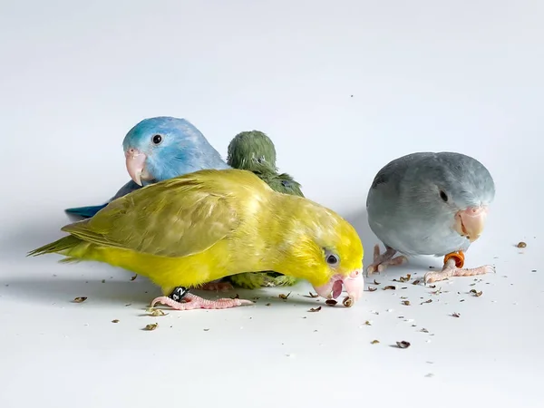 Vier Forpus Papageien Unterschiedlicher Farbe Auf Weißem Hintergrund — Stockfoto